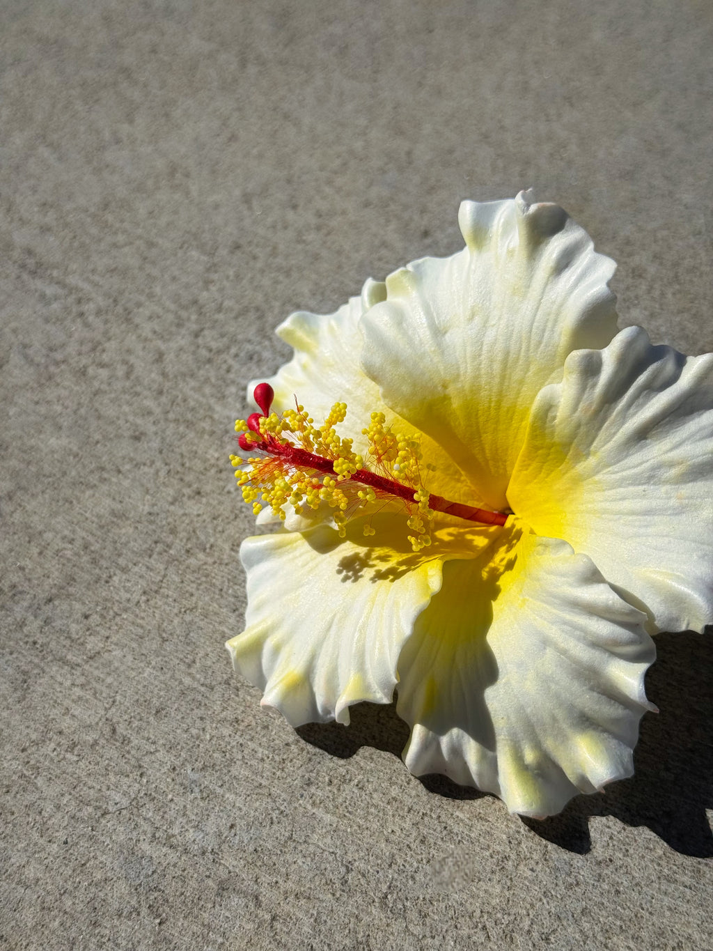 White Hibiscus