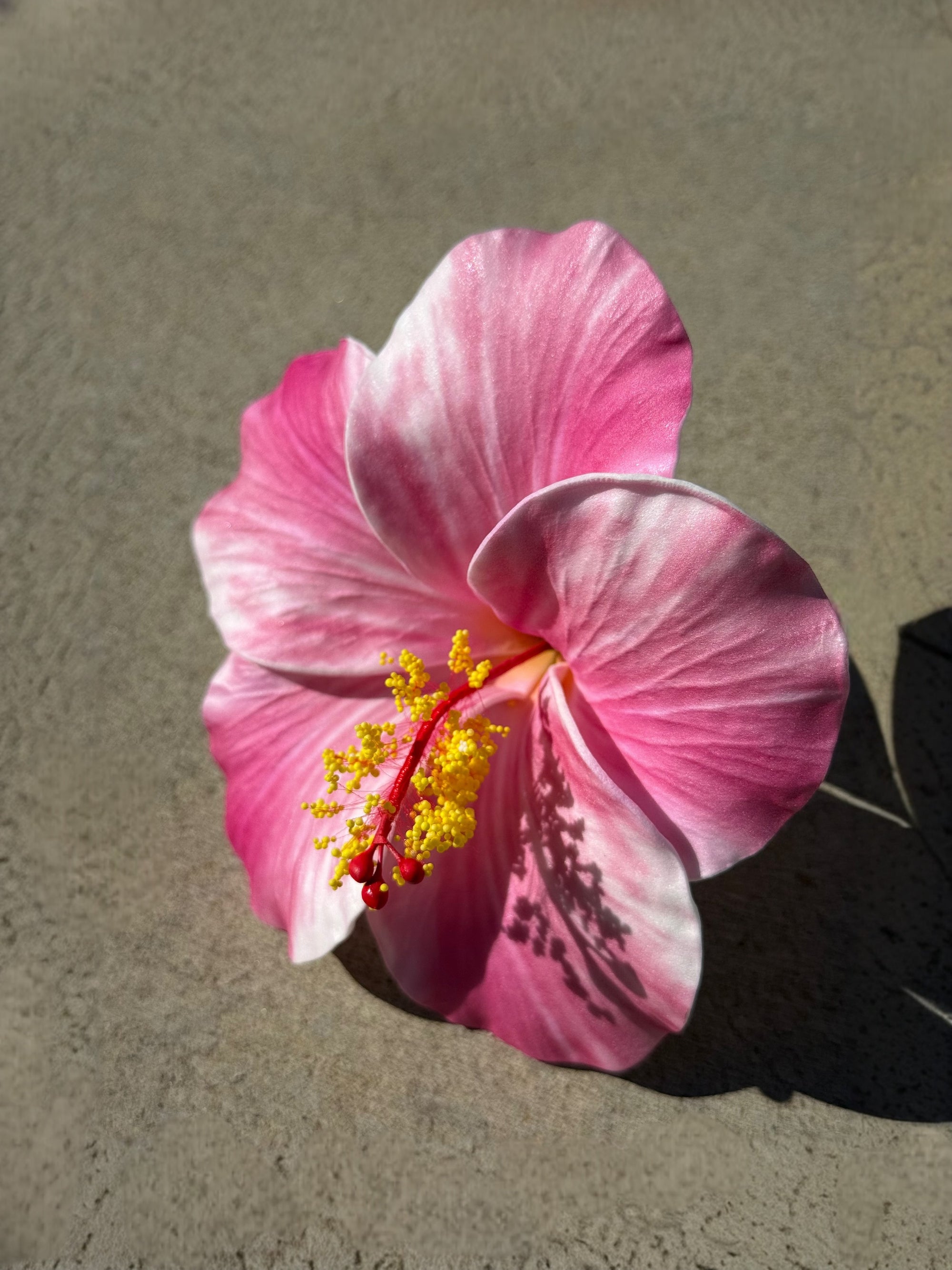 Pink Hibiscus